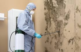 Reliable Grapevine, TX Mold Remediation Solutions